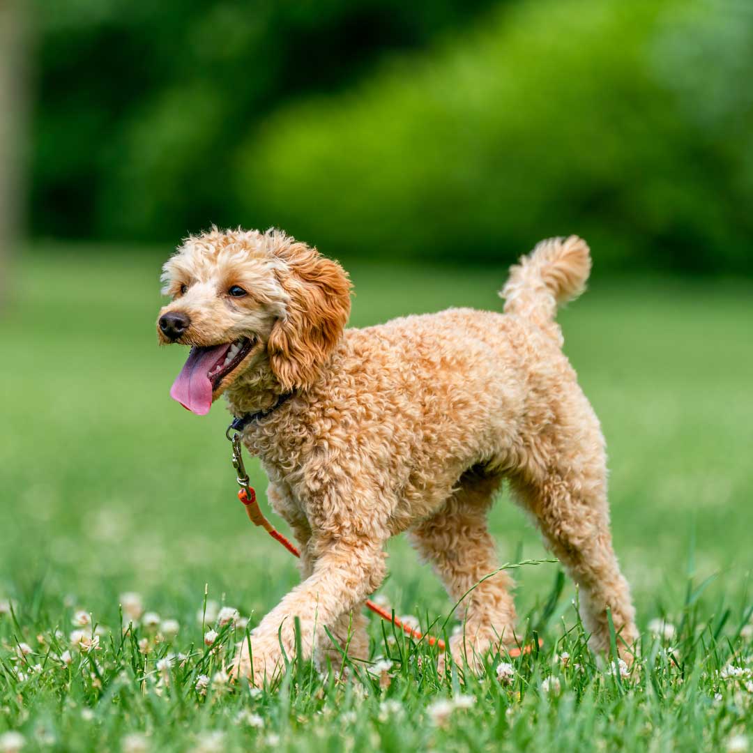 P D Walkers Custom Block Booking