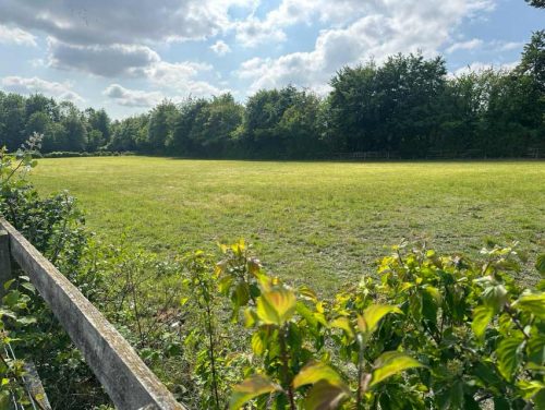 Dogs Running Free Secure Dog Walking Field