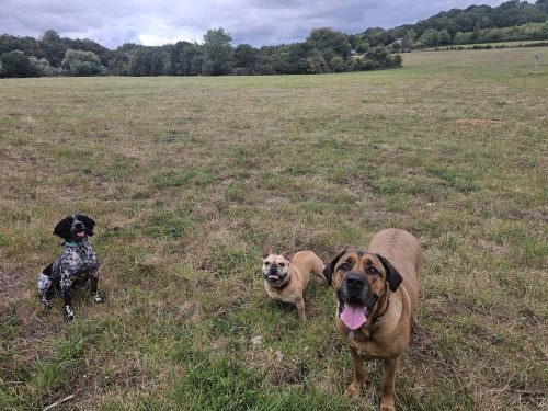 Dogs Running Free - Larger Unsecured Dog Walking Field