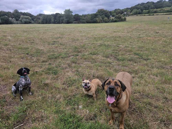 Dogs Running Free - Larger Unsecured Dog Walking Field